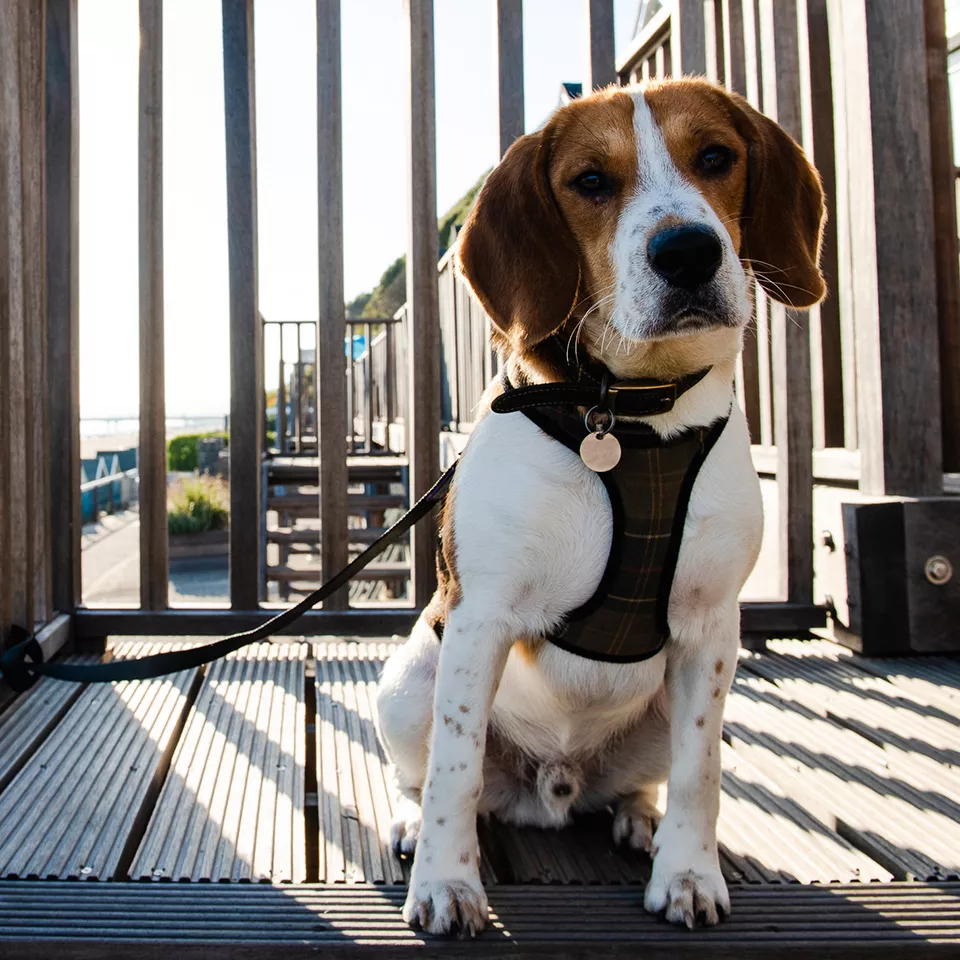 Cute beagle dog posing for a photo on the deck