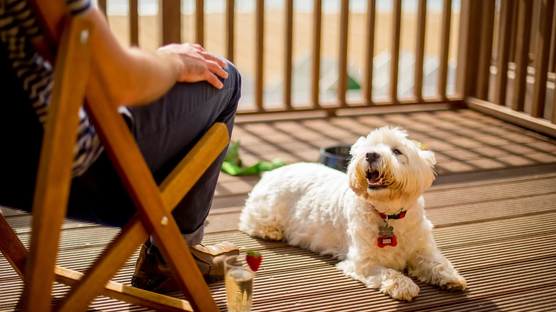 Fluffy white dog relaxing on Beach Lodges terrace
