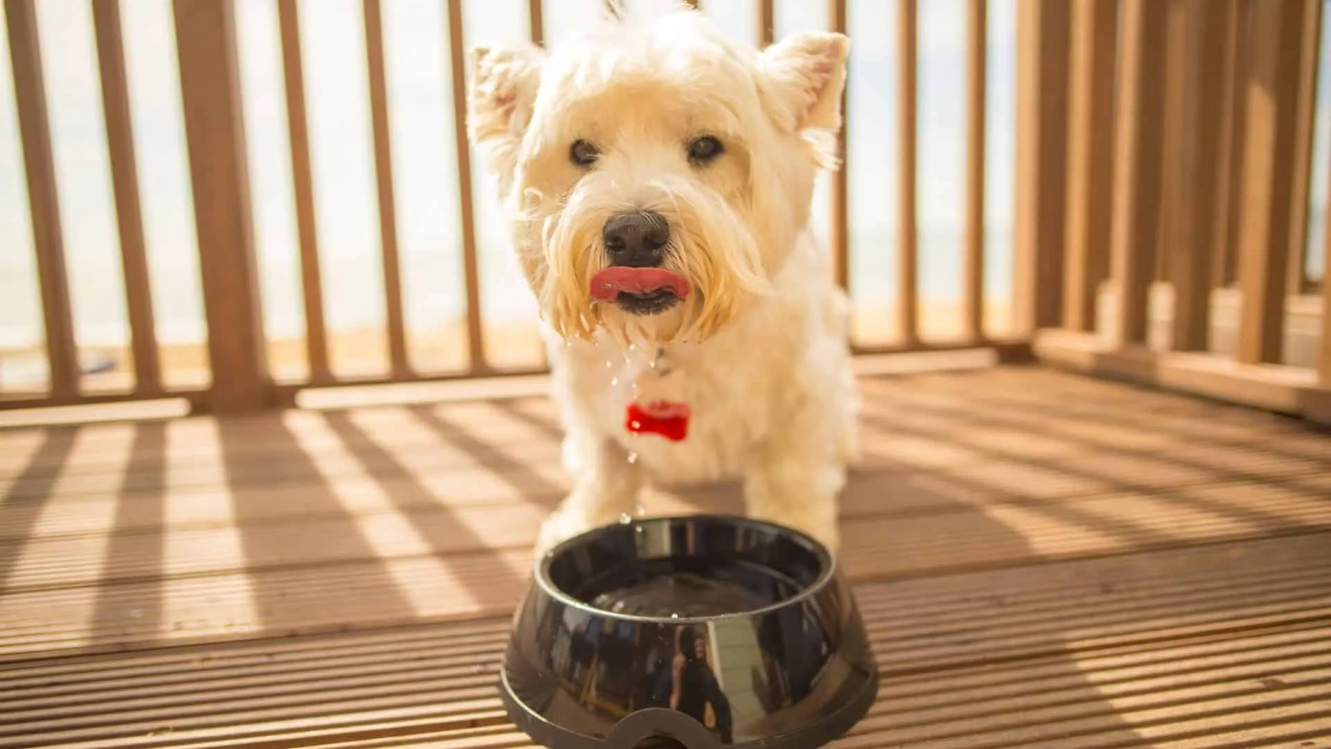 Fluffy dog enjoying water on Beach Lodge terrace