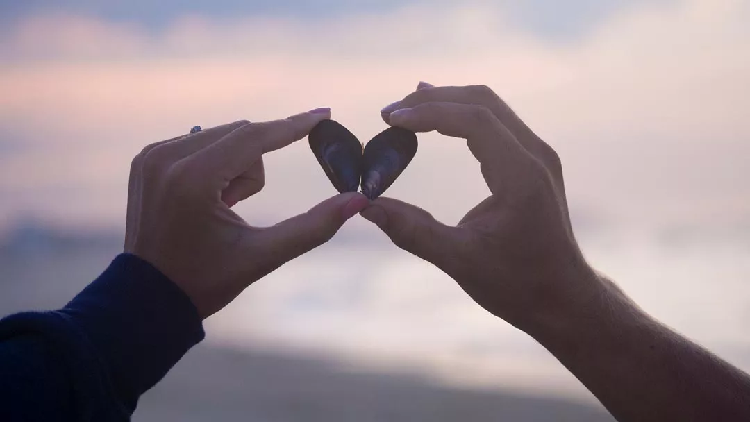 A mussel forming a heart with a beachy sunset background