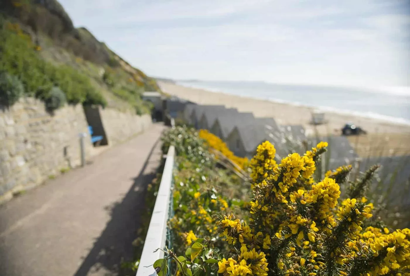 Looking down at the roofs of the beach lodges, with yellow gorse bushes inthe foreground and the sea in the background