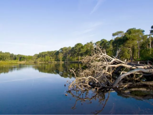 Brownsea Island