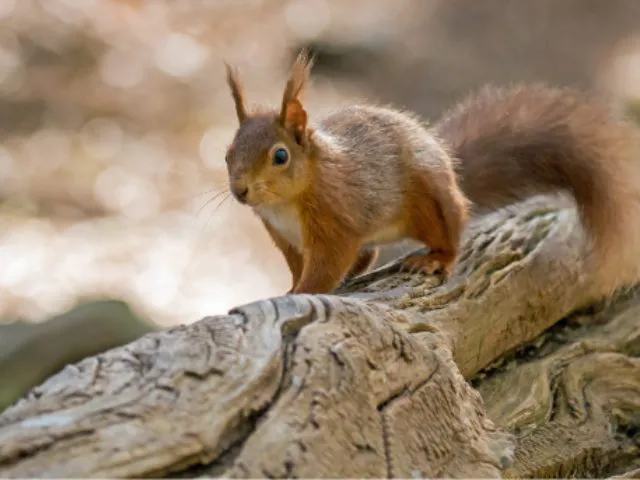 Red Squirrel on a branch