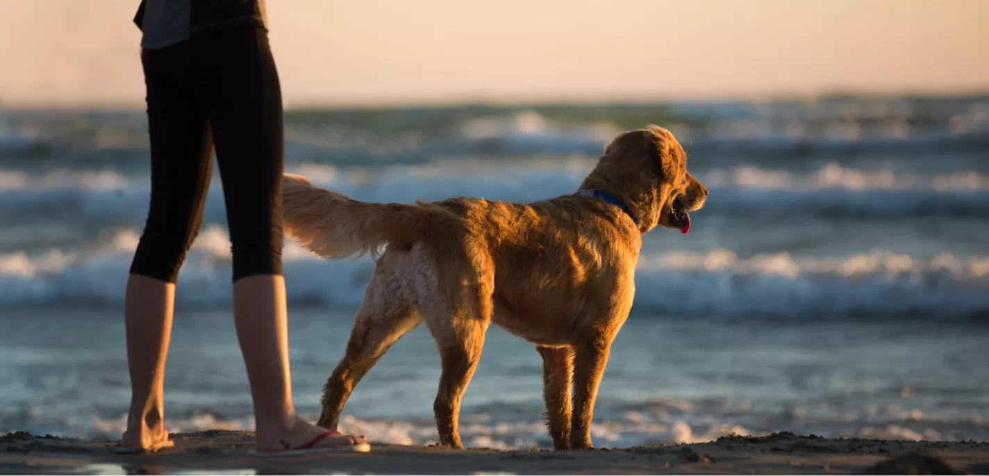 Dog stood next to its owner looking at the sea and sunset