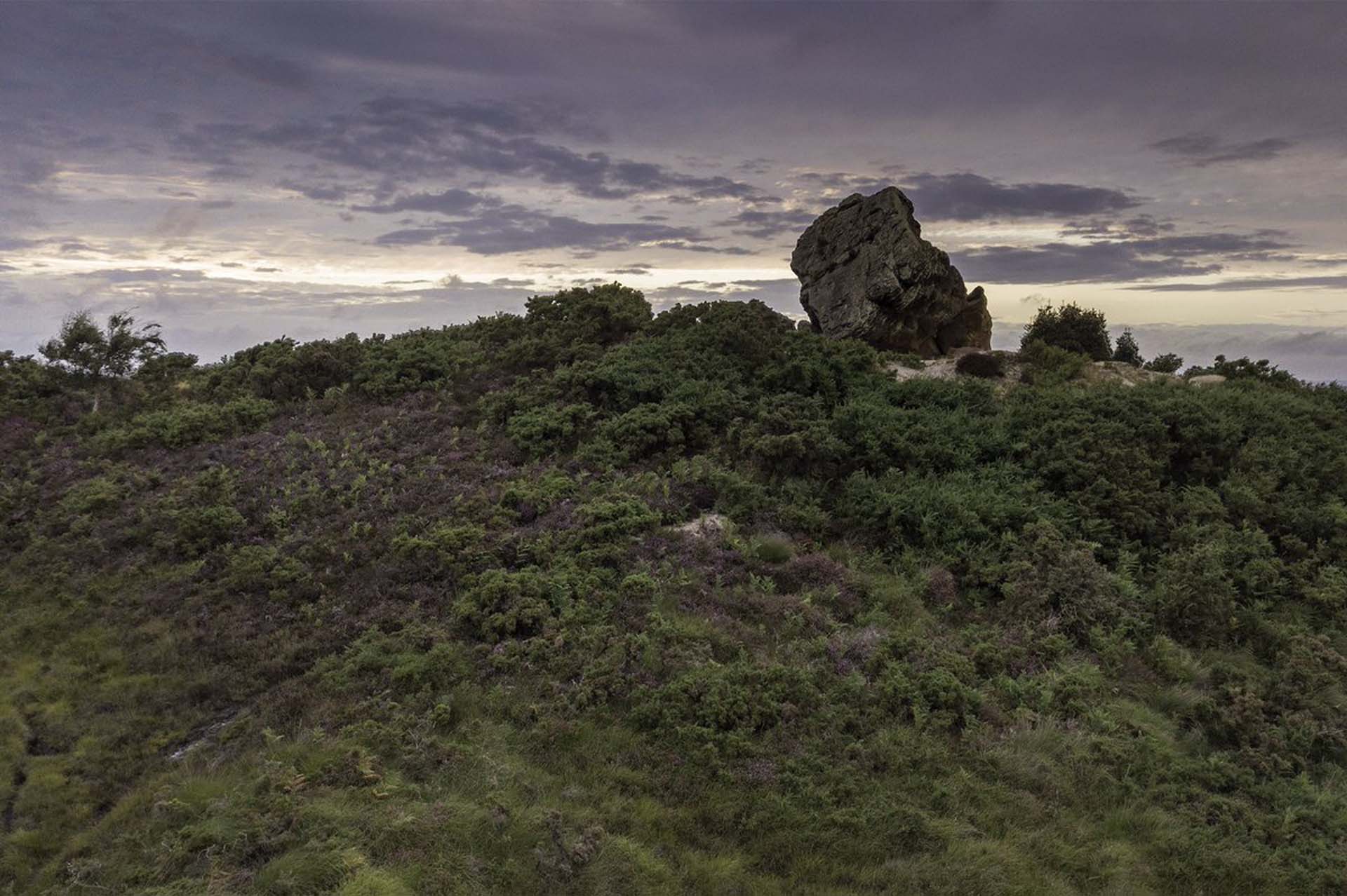Dusk over the heather at Godlingston Heath
