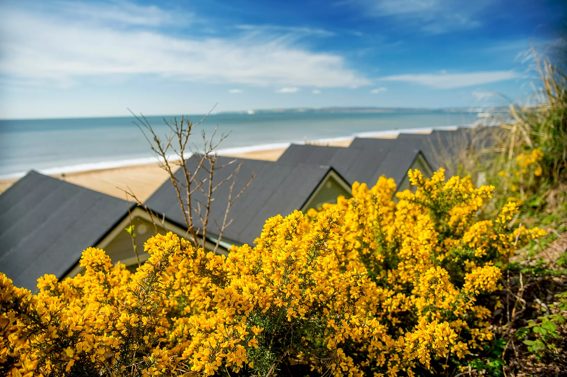 Close up shot of the yellow gorse bush behind the lodges