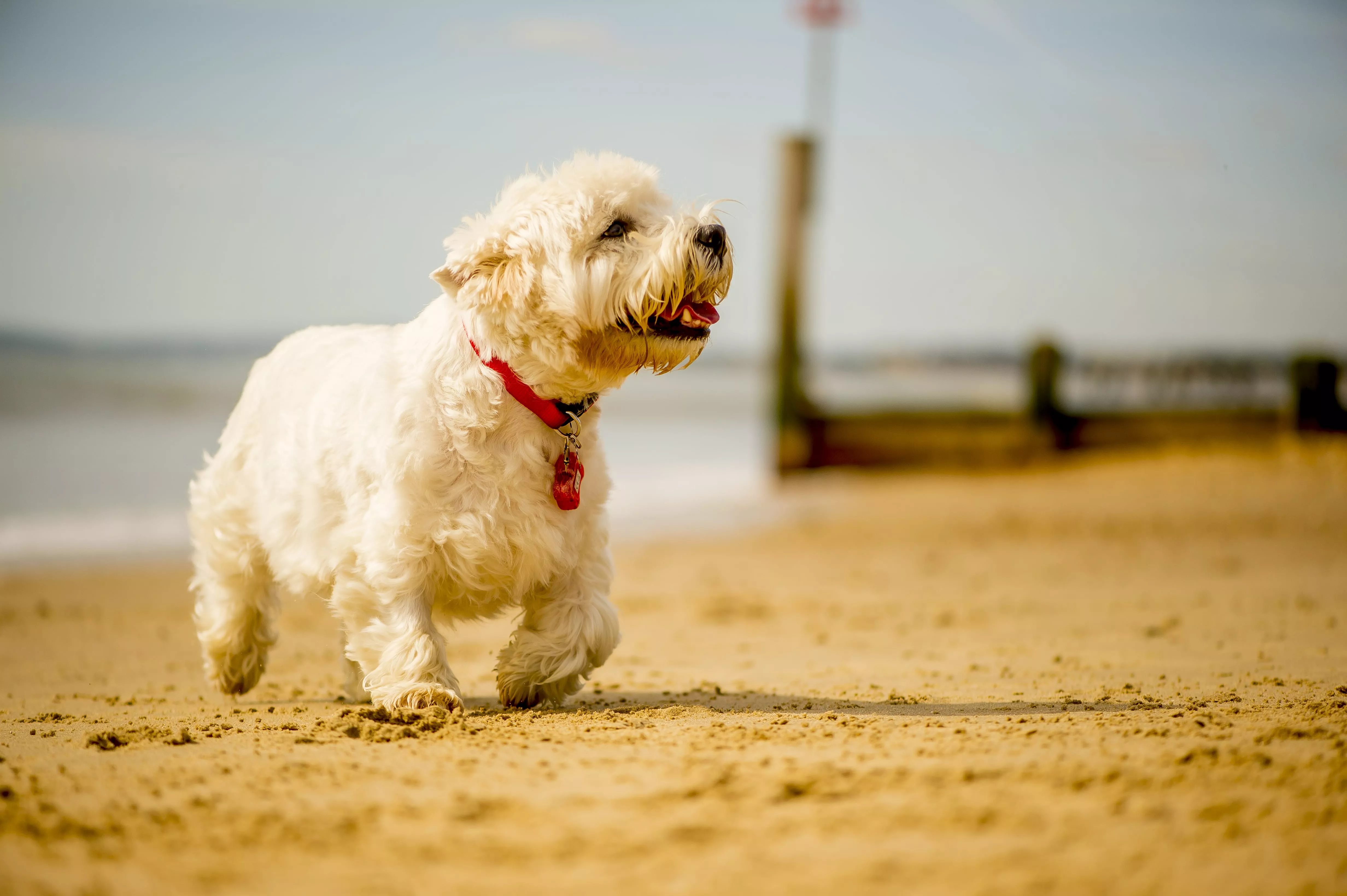 A dog on the beach