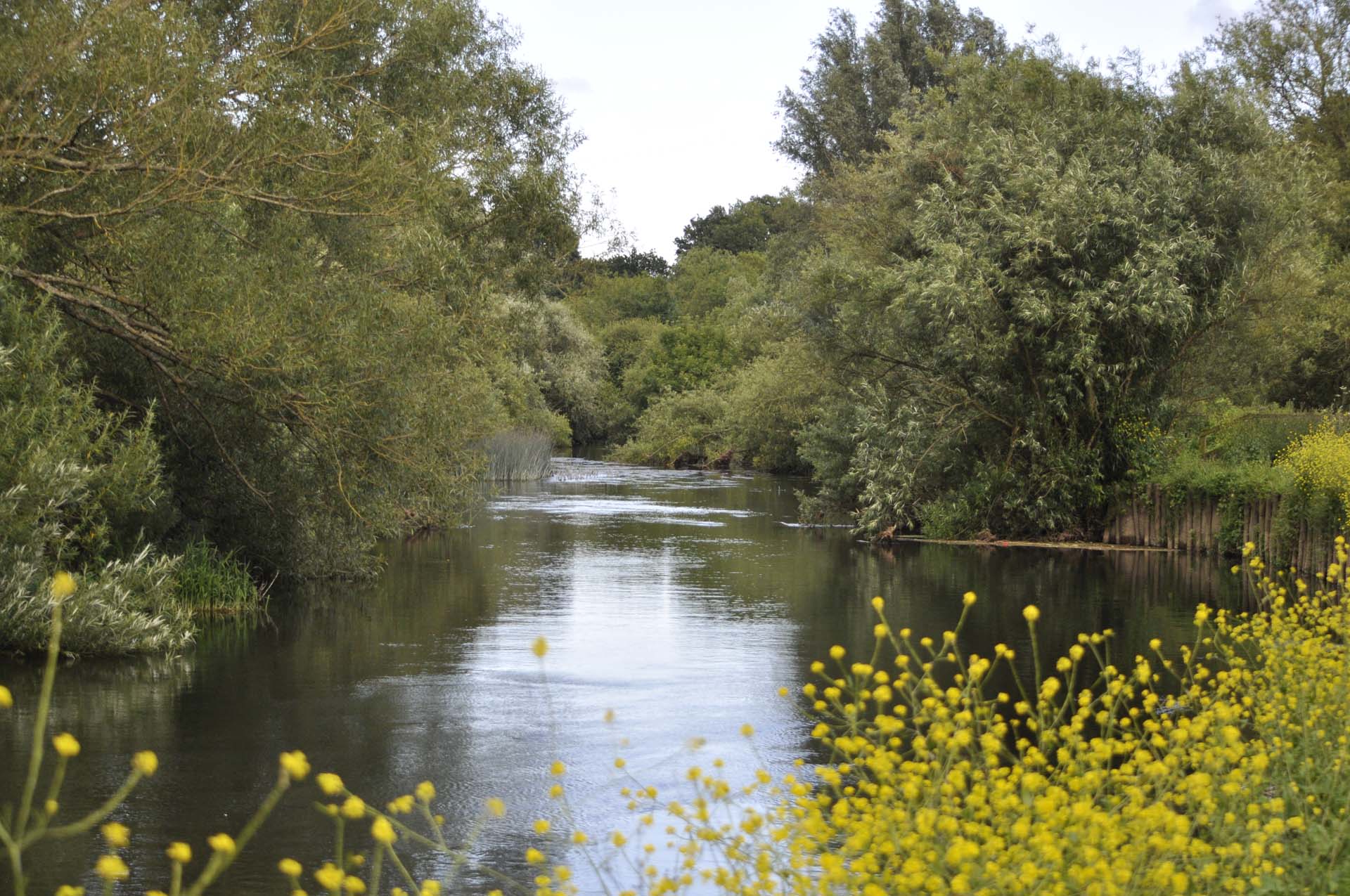 Beautiful stream at Stour Valley